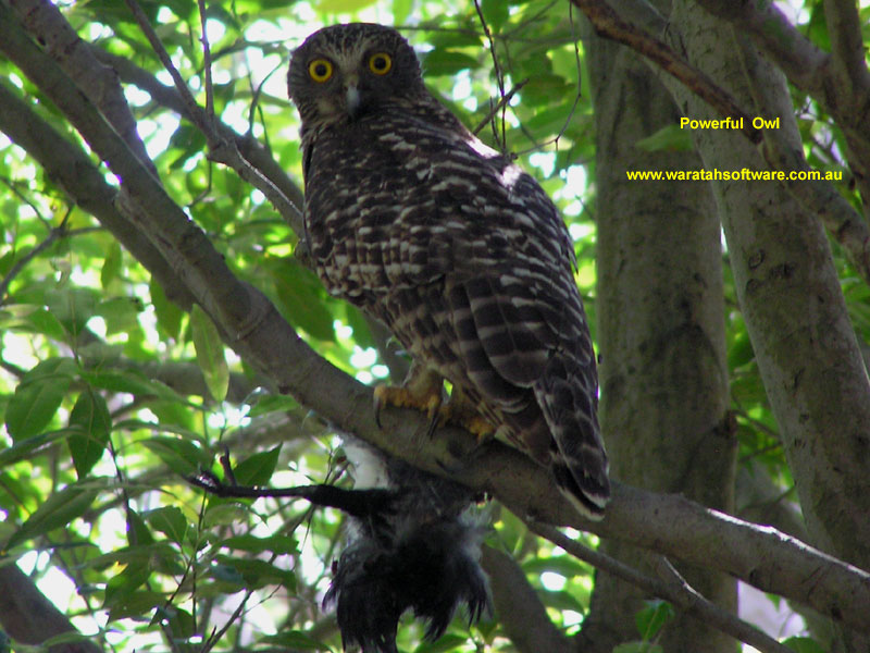 Powerful Owl pa150444 image
