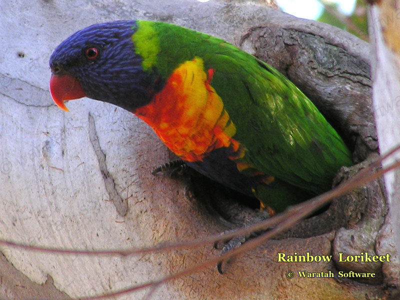 rainbow lorikeet p9180126 image