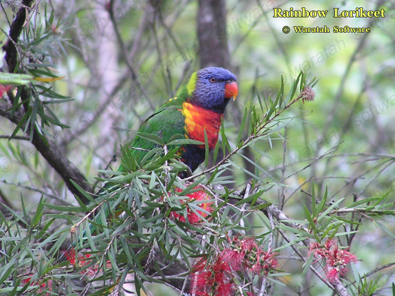 rainbow lorikeet pa250098 image