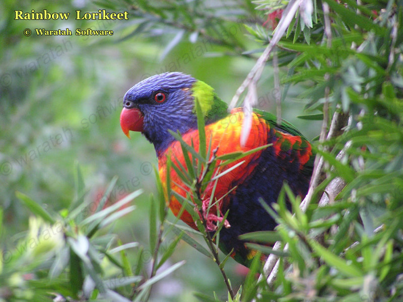 rainbow lorikeet pa250109 image
