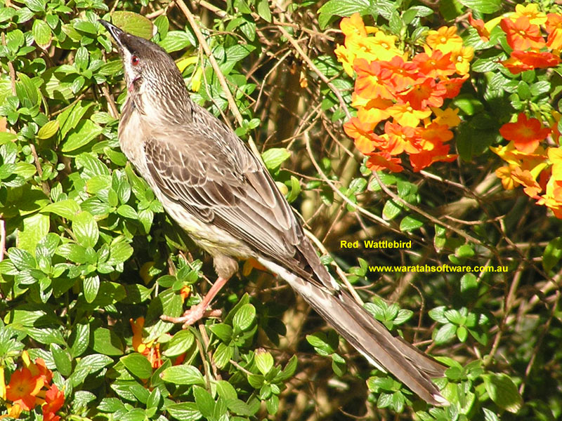 Red Wattlebird p9170115 image