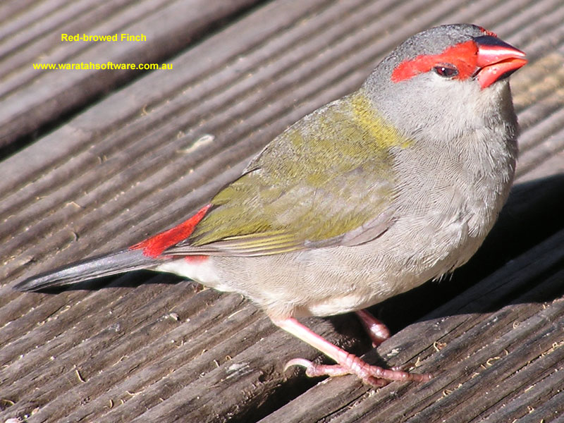 Red-browed Finch p3250074 image