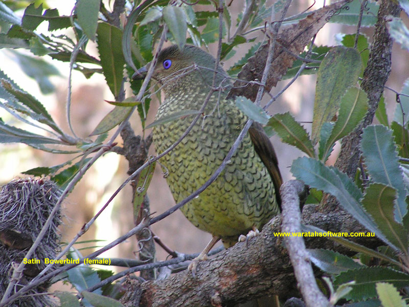 Satin Bowerbird (female) p8240446 image