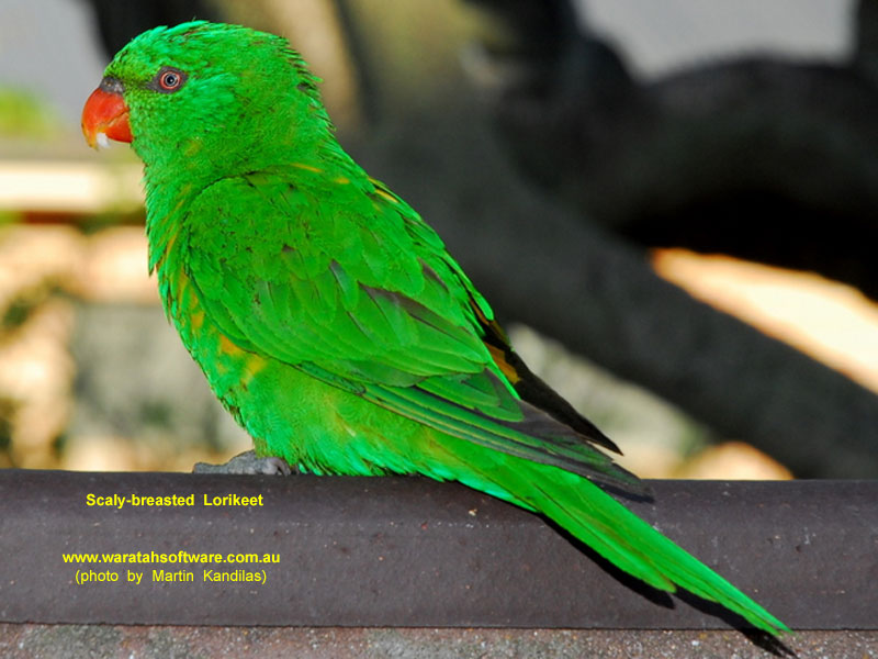 Scaly-breasted Lorikeet DSC_0106 image