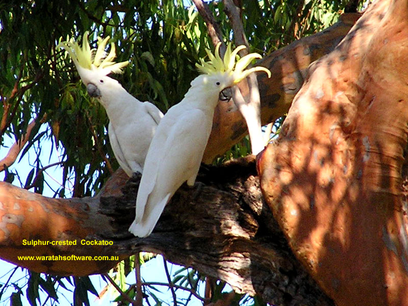 Sulphur-crested Cockatoo p1310438 image