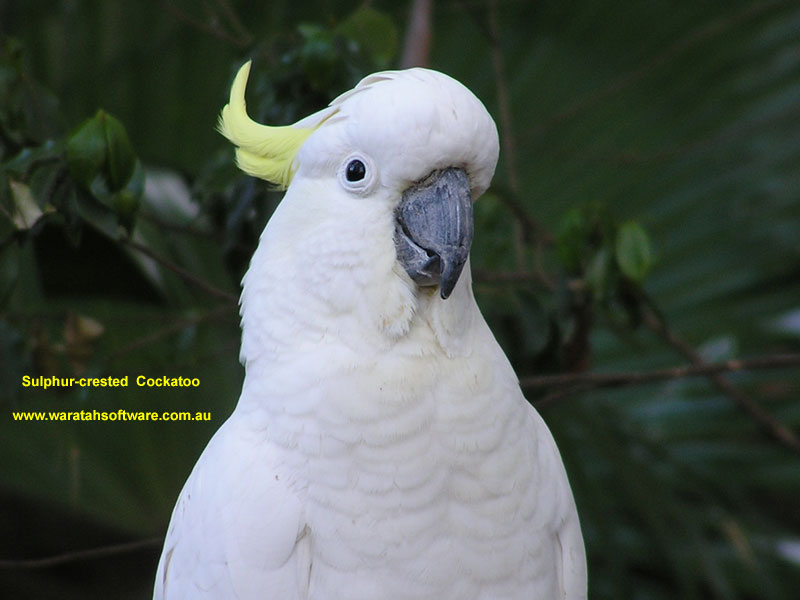 Sulphur-crested Cockatoo P6050017 image