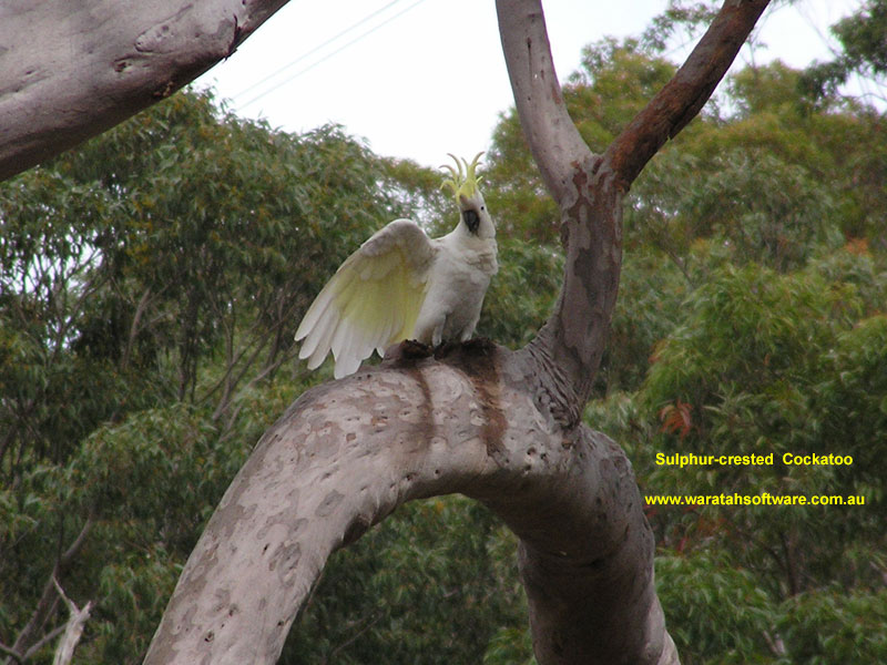 Sulphur-crested Cockatoo pa240015 image