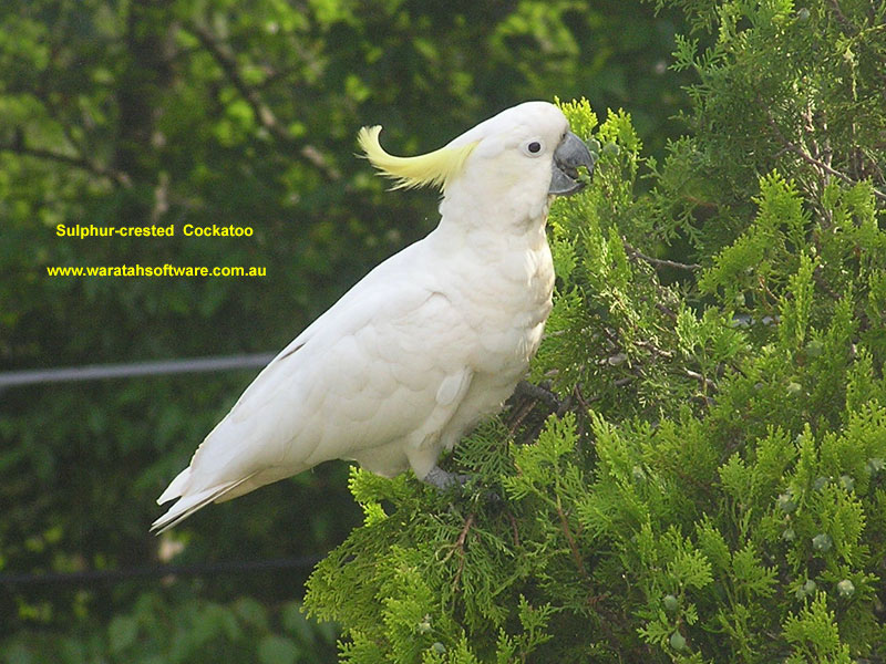 Sulphur-crested Cockatoo pc210384 image