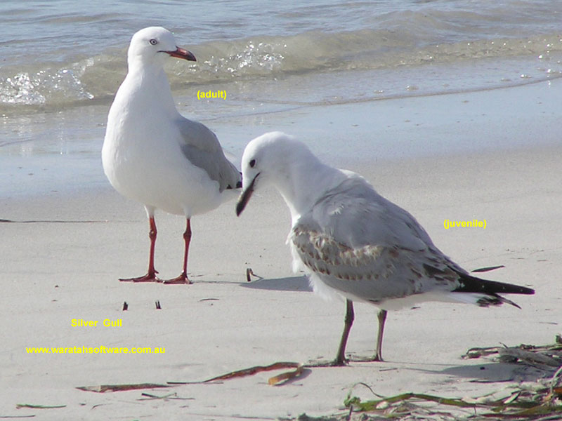 Silver Gull p1250184 image