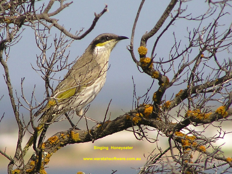 Singing Honeyeater p8280431 image