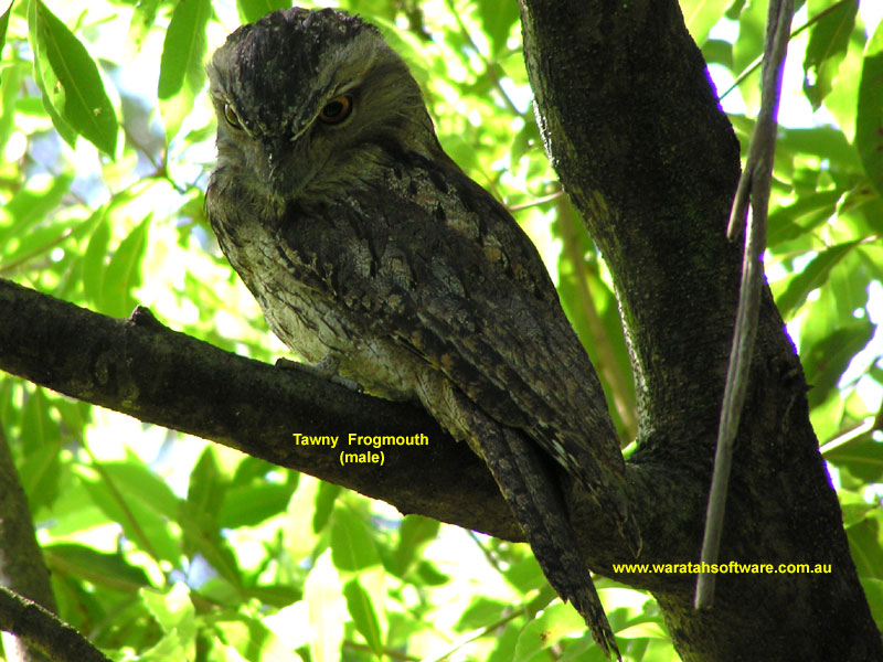Tawny Frogmouth pa010345 image
