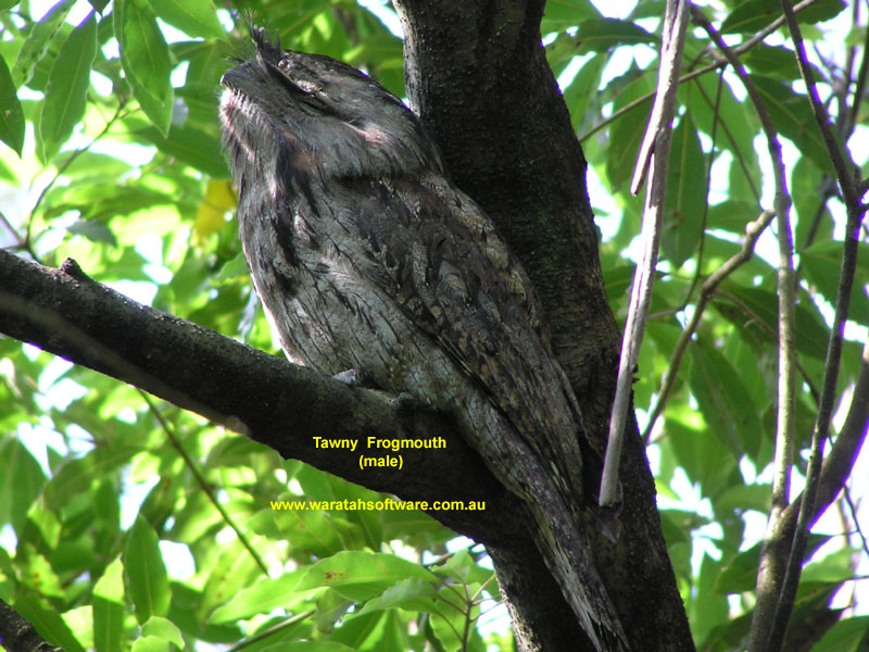 Tawny Frogmouth pa030410 image