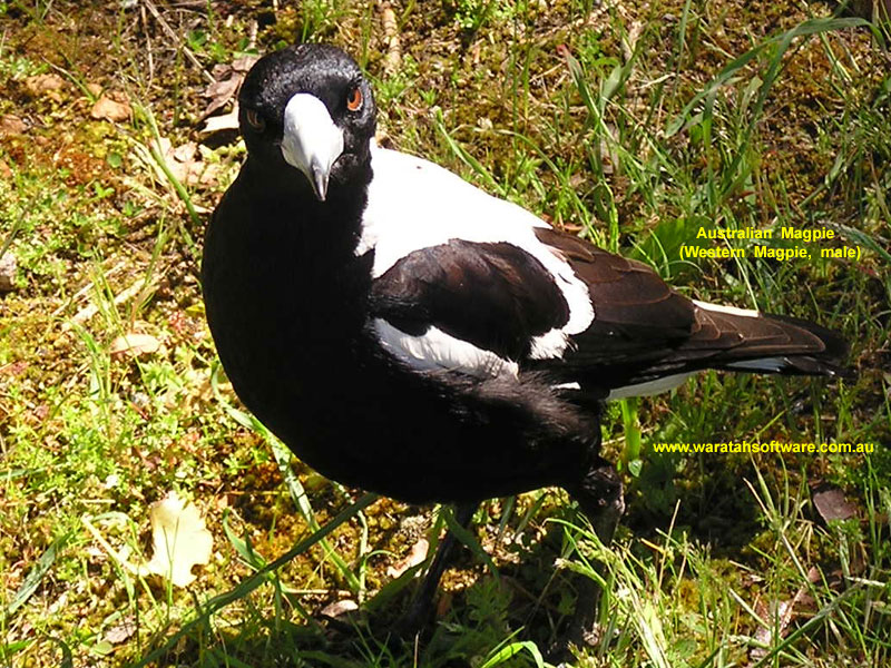 Australian Magpie (Western Magpie, male) pa240124 image