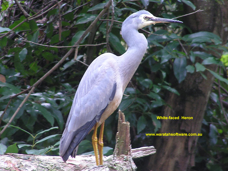 White-faced Heron p5200501 image