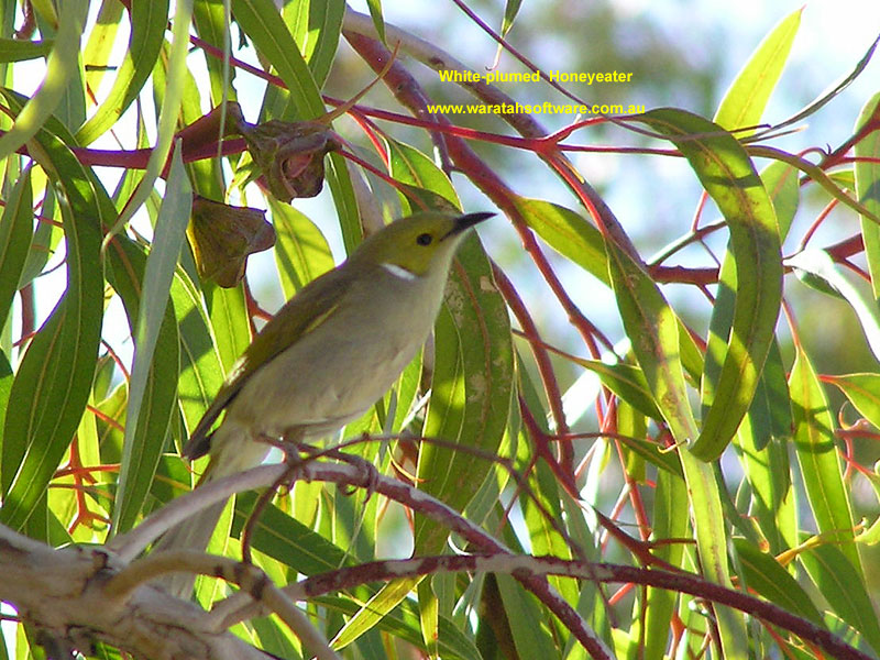 White-plumed Honeyeater p8240262 image