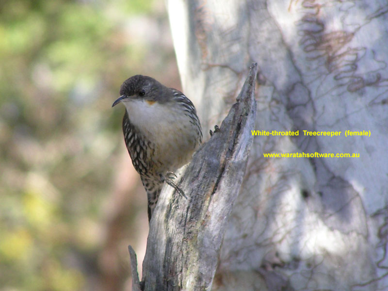 White-throated Treecreeper p8100070 image