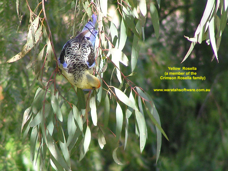 Yellow Rosella p8240237 image