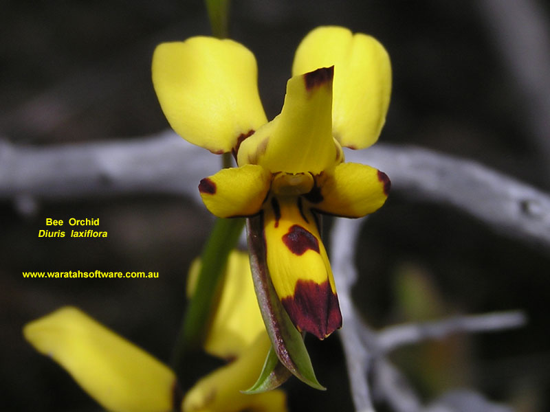 bee orchid pa210029 image