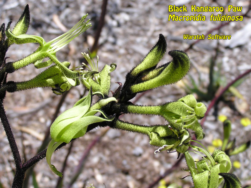 Black Kangaroo Paw pb020054 image