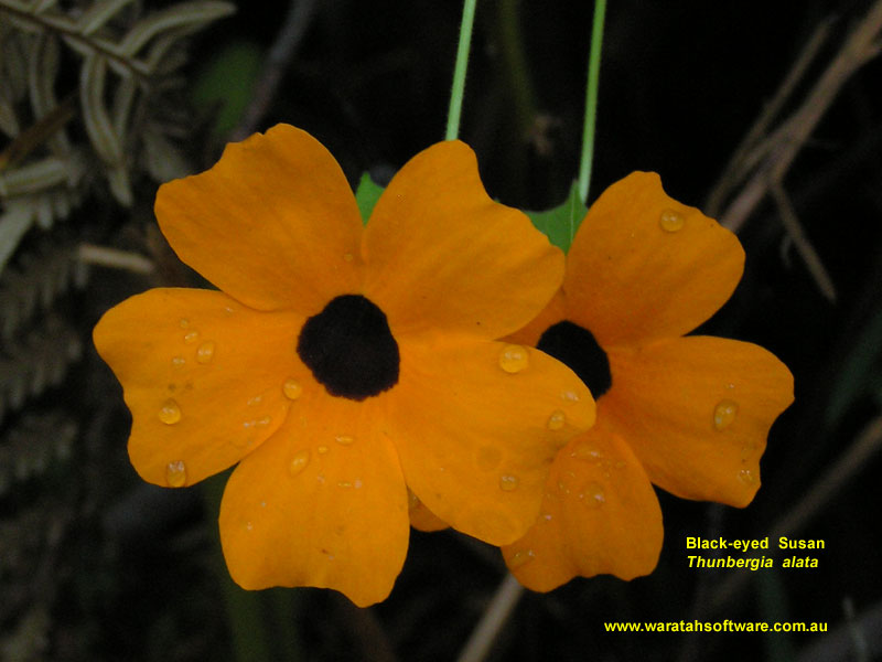 Black-eyed Susan p5190074 image
