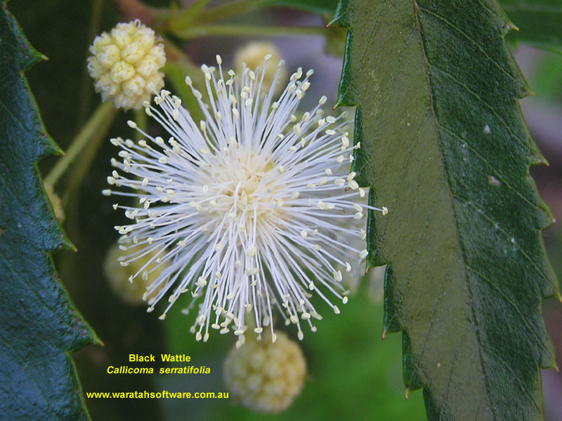 Black Wattle pa090535 image