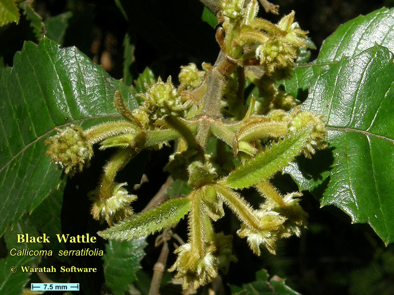 Black Wattle pb010117 image
