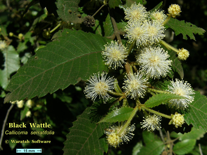 Black Wattle pb180206 image