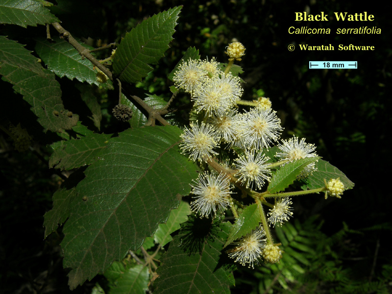 Black Wattle pb180213 image