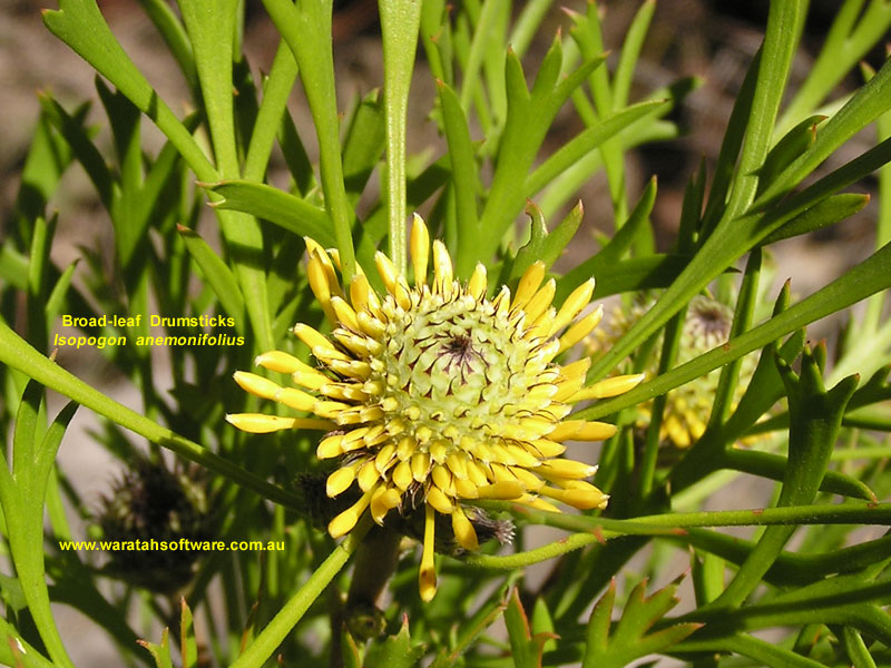 Broad-leaf Drumsticks pa030400 image