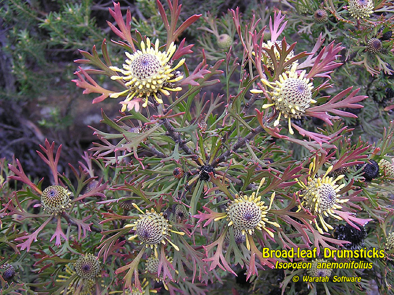 Broad-leaf Drumsticks pa130049 image