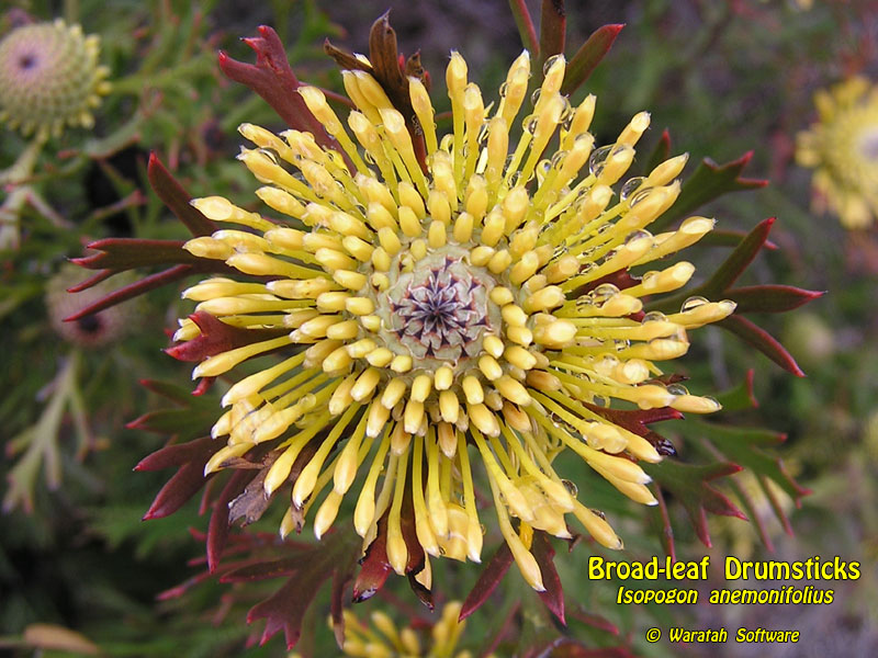 Broad-leaf Drumsticks pa130051 image