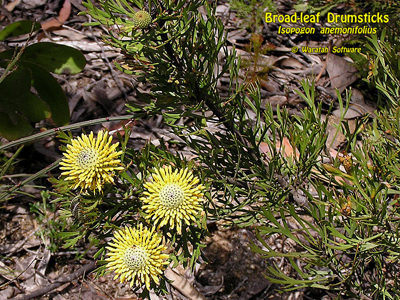 Broad-leaf Drumsticks pa300009 image