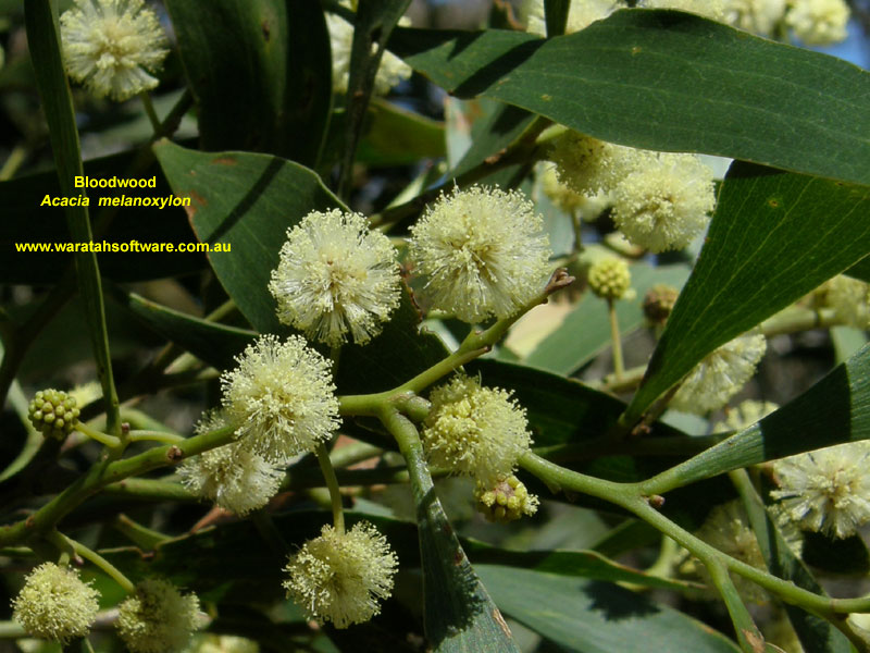 Bloodwood p9100122 image