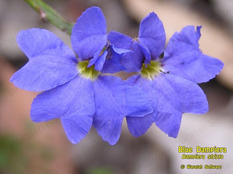 Blue Dampiera p1010569 image