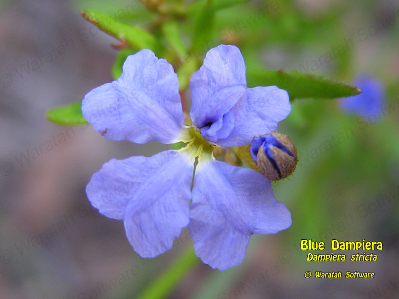 blue dampiera p9040246 image