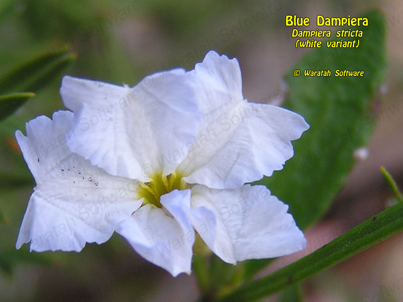 blue dampiera pc280277 image