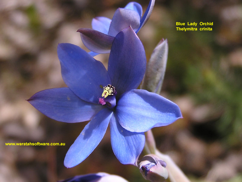 blue lady orchid pb010244 image