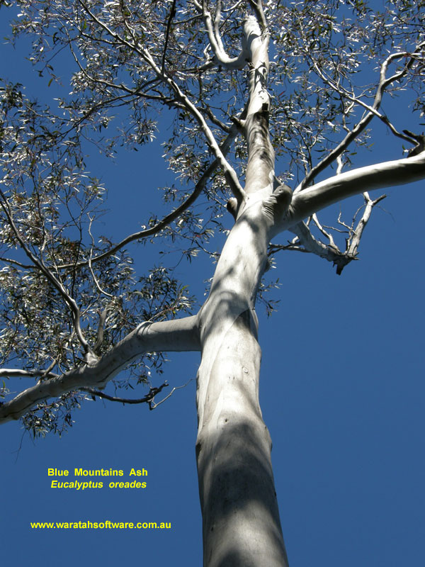 Blue Mountains Ash p8190415 image