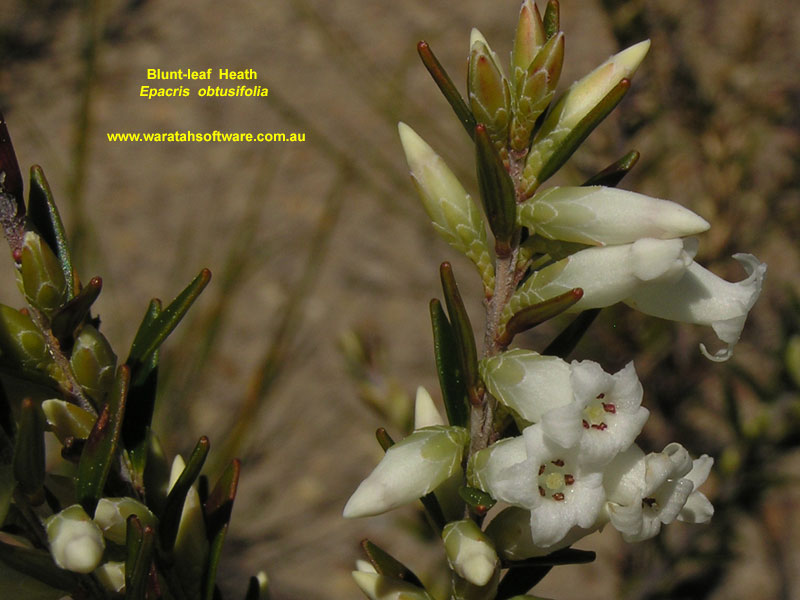 Blunt-leaf Heath p9190197 image