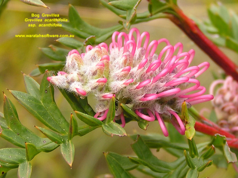 Bog Grevillea p9250312 image