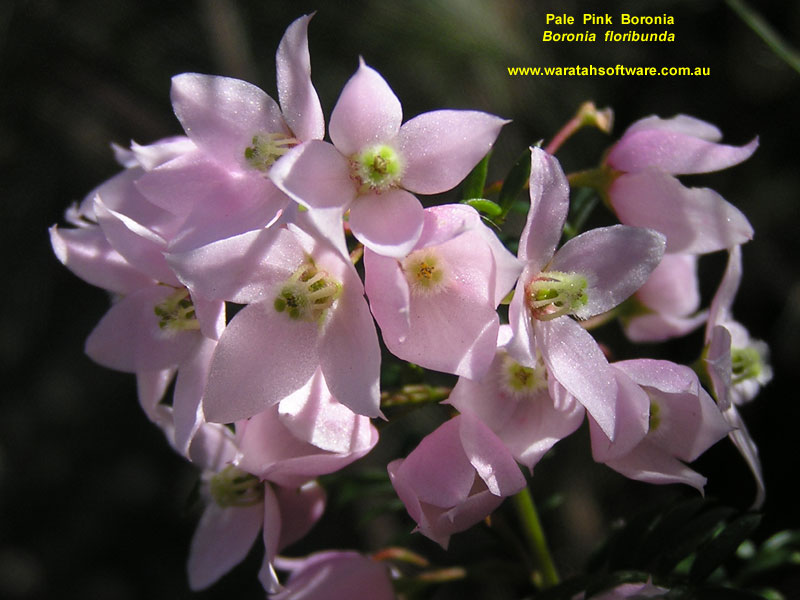 Pale Pink Boronia pa010158 image