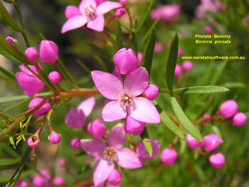Pinnate Boronia pa040108 image