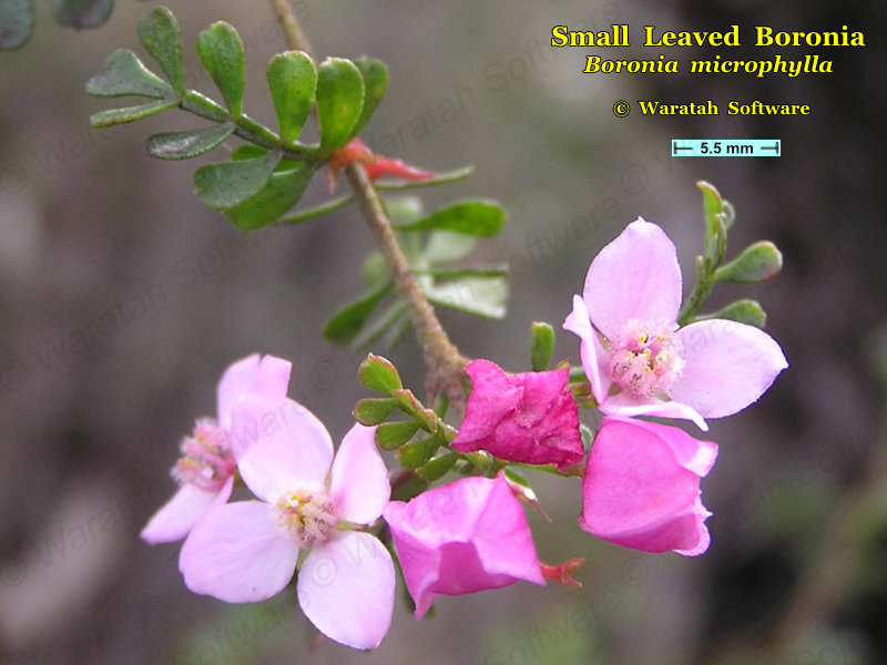 Small Leaved Boronia p1010536 image
