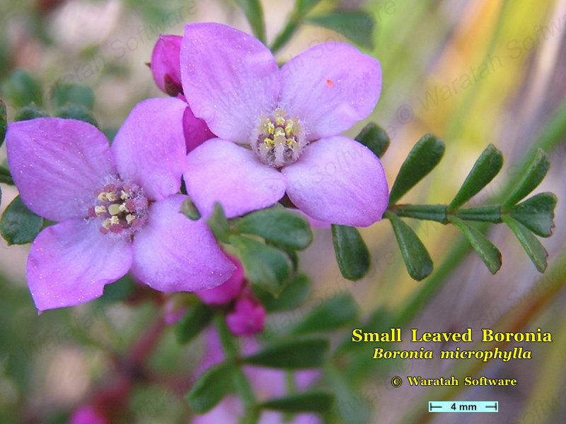 Small Leaved Boronia p9090123 image