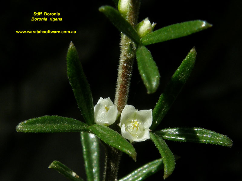 Stiff Boronia p9200127 image