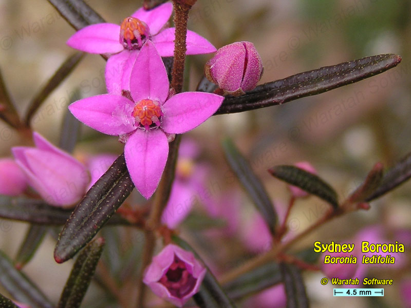 Sydney Boronia p8310314 image