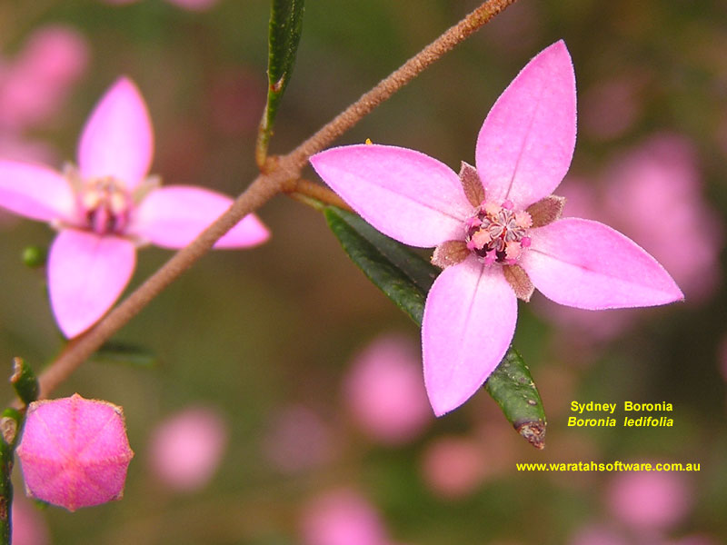 Sydney Boronia p9110098 image