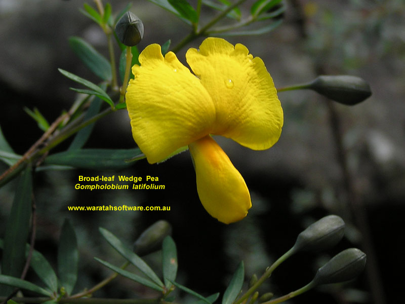 Broad-leaf Wedge Pea p9060009 image