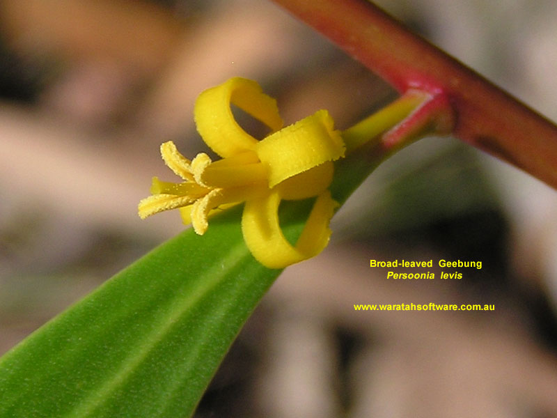 Broad-leaved Geebung pb130215 image