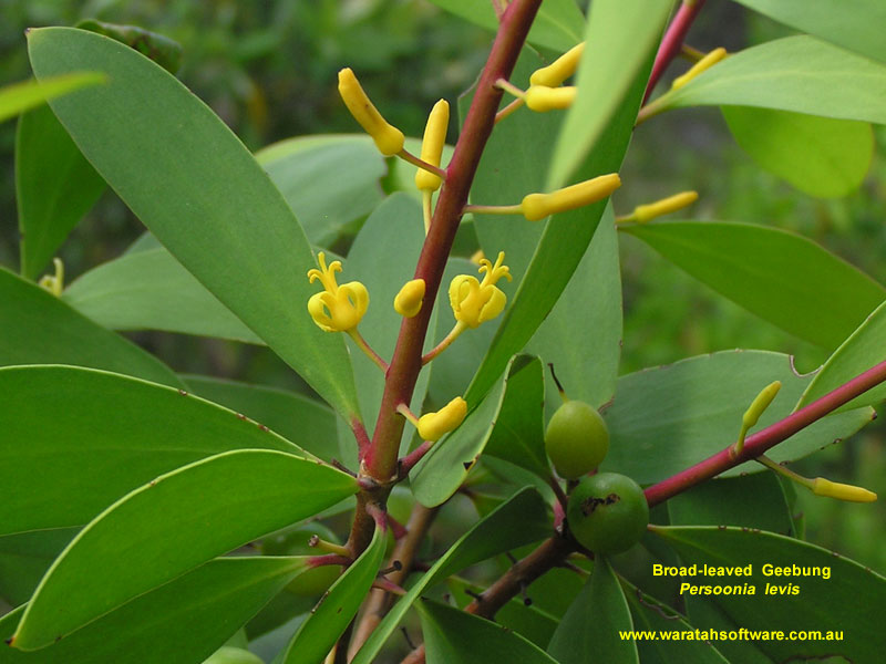 Broad-leaved Geebung pb130246 image